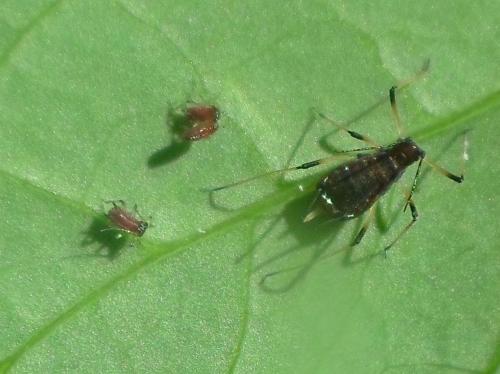 Réf. 256 529 : Uroleucon sonchi